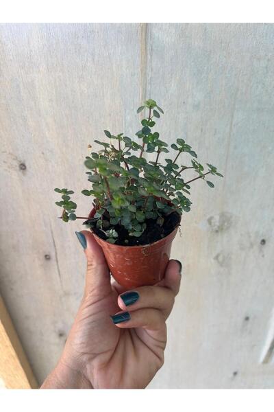 nazlı çiçekçilik Pilea Glauca Dostluk Bitkisi