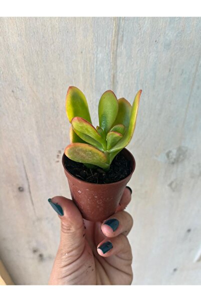nazlı çiçekçilik Crassula ovata albo