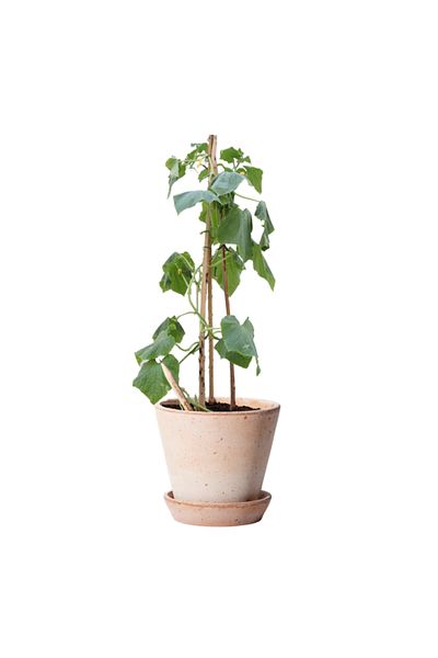Natural Plantable Pencil Sprout, Cucumber