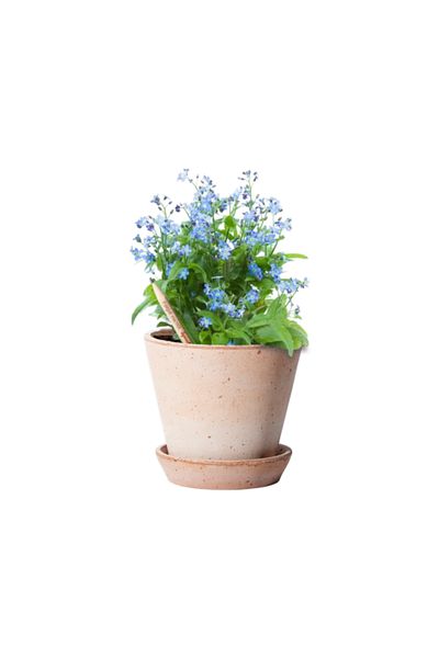 Natural Creion plantabil Sprout, NU MĂ UITA