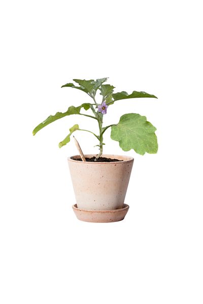 Natural Creion plantabil Sprout, vinete