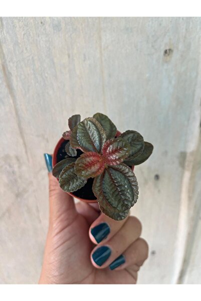 nazlı çiçekçilik Pilea Norfolk Dostluk bitkisi 5,5lik saksıda