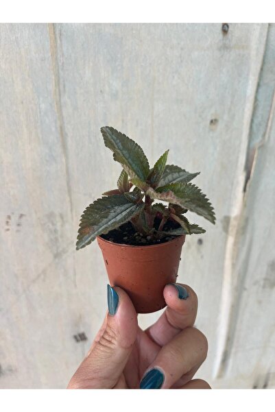 nazlı çiçekçilik Pilea Spruceana dostluk çiçeği 5,5lik saksıda