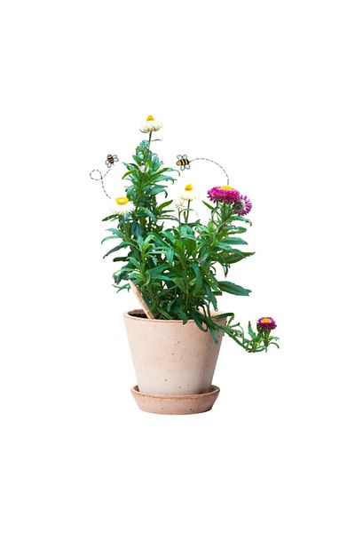 Natural Plantable Pencil Sprout, Eternal Flower