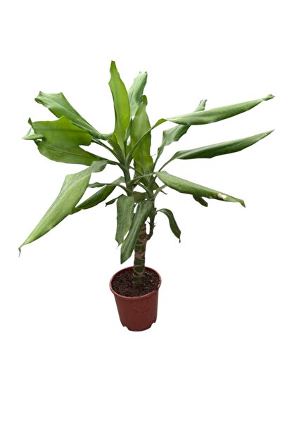 Bitki Fidanım Yeşil Yapraklı Tek Gövdeli - Dracaena fragrans 'Compacta' 30-40cm