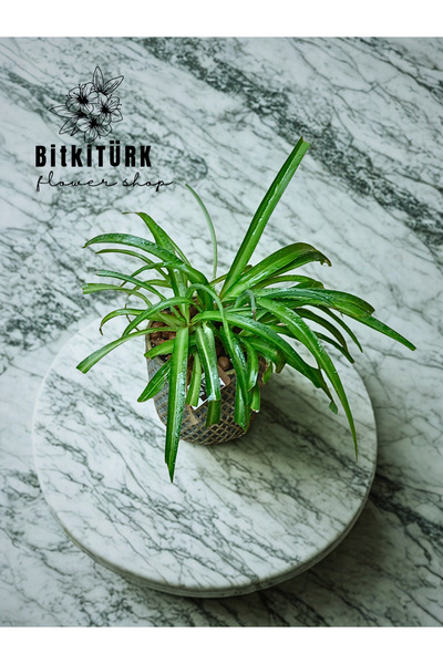 BitkiTÜRK Ribbon Plant Flower in Custom Design Concrete Flower Pot