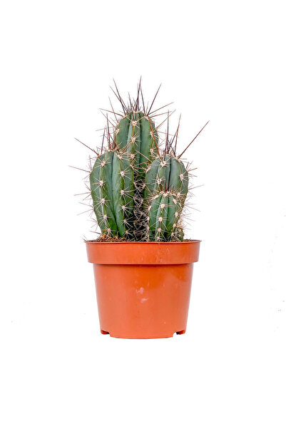 Fidanburada Kaktüs (Stetsonia Coryne)