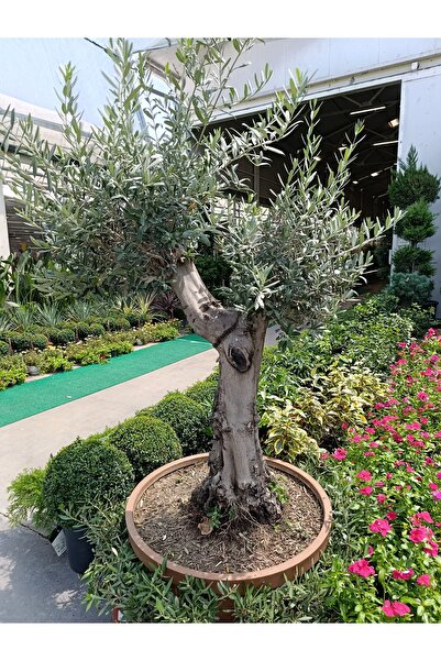 Yades 150 Yaş Zeytin Ağacı