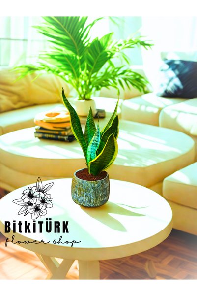 BitkiTÜRK beton saksıda paşa kılıcı bitkisi ( sansaveria) Hediyelik , iç mekan , ithal, tropik