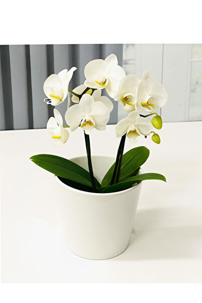 Genel Markalar Beyaz Seramik Saksı- Orkide Çiçeği Için Seramik Saksı