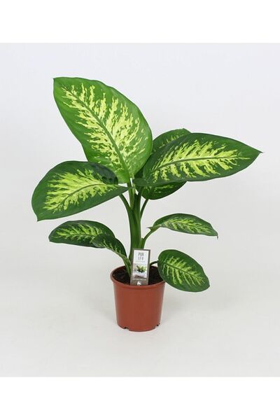 CRAPS Difenbahya Tropik Salon Bitkisi 30-40 Cm