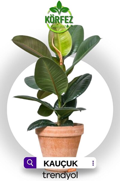 GoldLotus Askılı Saksıda Ruj Çiçeği Kauçuk Bitkisi 50-60 Cm