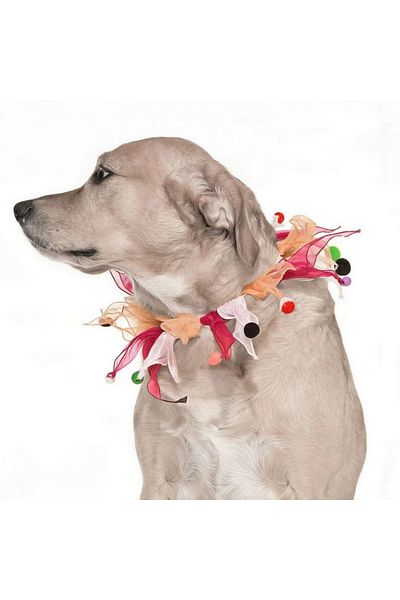 Petza Dog Elastic Pompom Collar Mudi