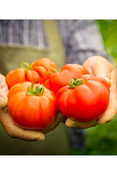 Tat Tomato Paste 4300 g