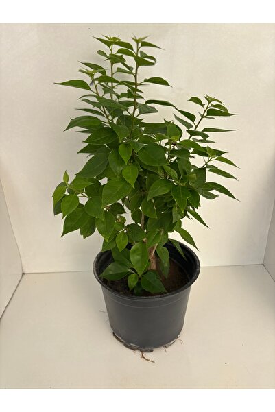 Şenay'ın Kaktüs Dünyası Begonvil ( bodur tür çiçek rengi pembe ) dolgun formda