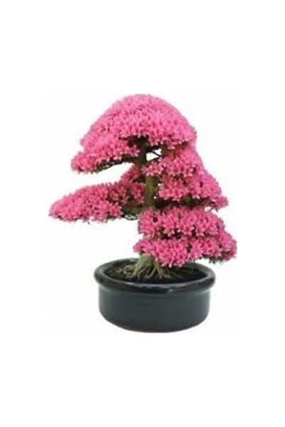 Köy Tohumları 10 Adet Tohum Nadir Bulunan Japon Sakura Ağacı Bonsai Prunus Se...
