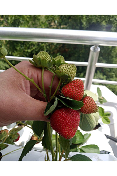 Topraksız Market Topraksız Çilek Yetiştirme Hobi Seti – Ev Tipi Tarım Başlangıç Kiti 39 Gözlü