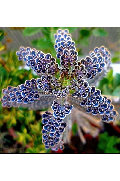 Yades Saksıda Mavi Aşkın Gözyaşı