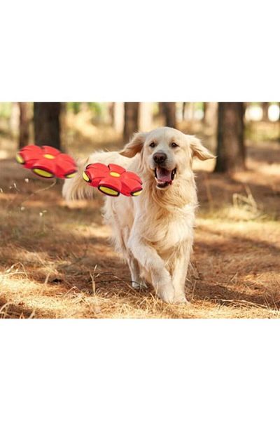 ForWhat Light up Bouncing Frisbee Cat Dog Ball for Bureau Home Office Pet Pet