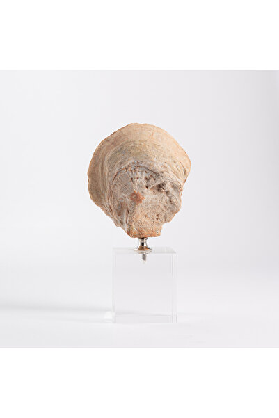 homez coral design accent with crystal base