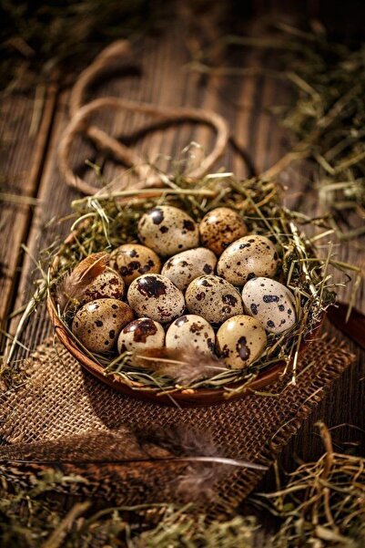 KARACAN SÜS TAVUKLARI VE YUMURTA 36 Adet Kıbrıs Jumbo Japon Ukrayna Kuluçkalı...