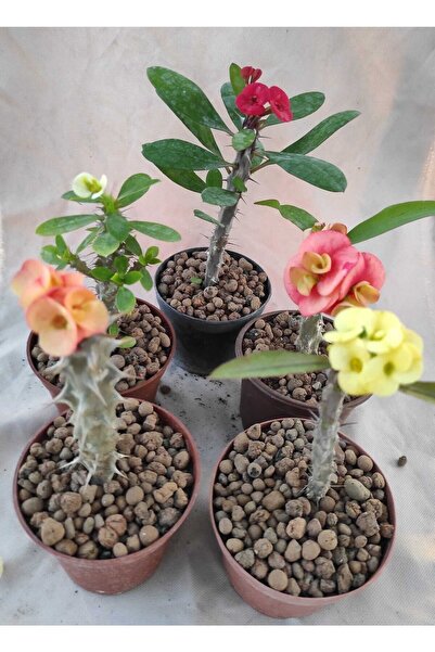 The Best Online Thebestonline Milli Dikenler Tacı (15-25 Cm ) 5 Farklı Renk S...