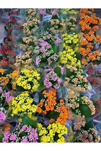 The Best Online Thebestonline Kalanşo Çiçeği 4 Adet