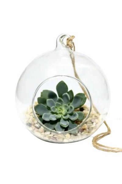 OEM Glob Sticlă Terariu Rotund, 12cm