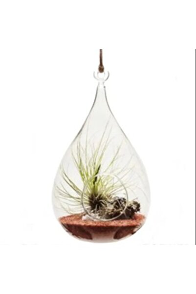 OEM Glass Globe Terrarium Pear, 19x10cm