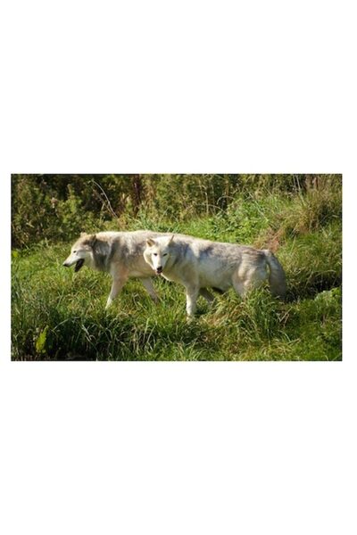 OEM Tablou Canvas, "Lupii strabat padurile verzi", 70 x 50cm