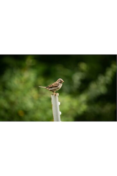 OEM Pictură pe pânză, „Vrăbiuță pe stâlp în natură verde”, Pasăre, Creangă, C...