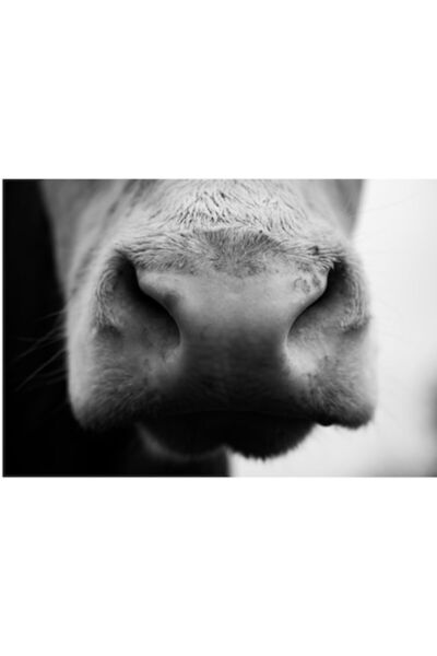 OEM Tablou Canvas, "Nas de vaca in prim-plan alb-negru", 70 x 50cm