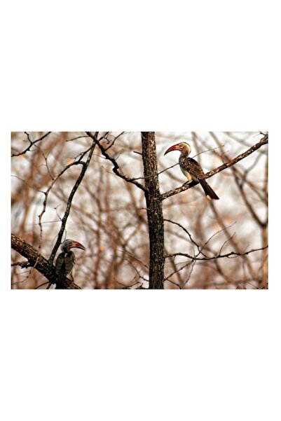 OEM Tablou Canvas, "Cinteze in ariditatea copacilor uscati", 100 x 100cm