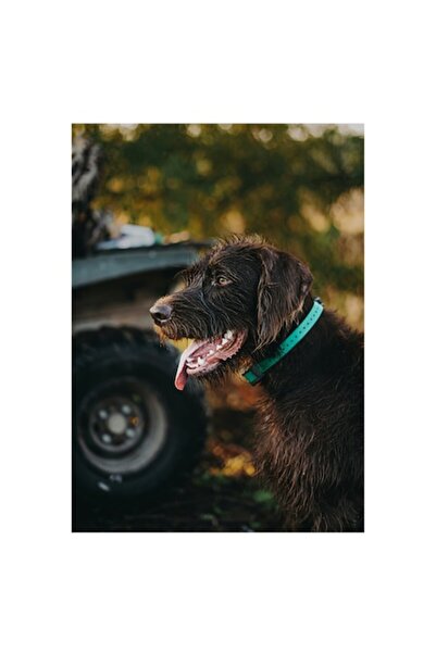 OEM Tablou Canvas, "Caine ud langa vehicul verde", 50 x 50cm