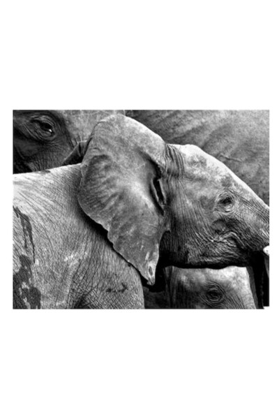 OEM Tablou Canvas, "Elefanti in alb si negru", 50 x 50cm
