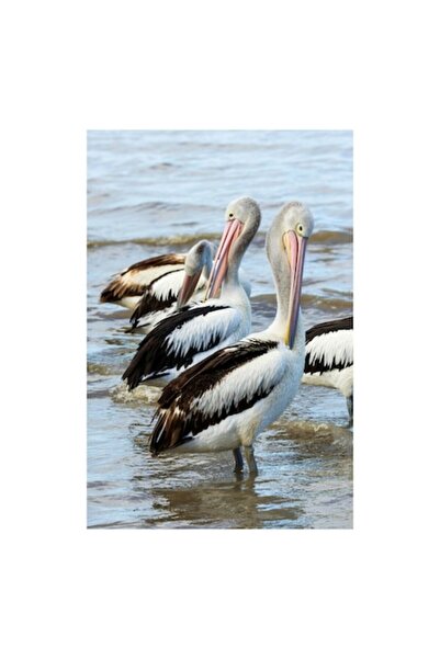 OEM Pictură pe pânză, „Pelicani în apă lângă mare”, 50 x 70cm