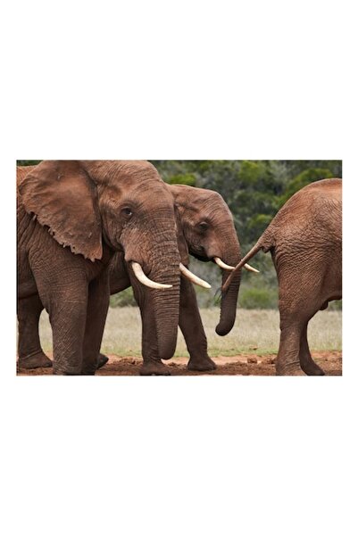 OEM Tablou Canvas, "Elefanti in savana africana.", 100 x 100cm