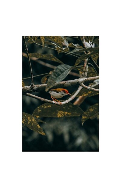 OEM Tablou Canvas, "Pasarea ascunsa printre ramuri verzi", Plante, Ramura, Pa...