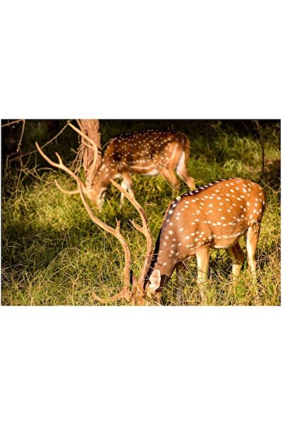 OEM Tablou Canvas, "Padurea linistita a cerbilor vargati", 90 x 50cm