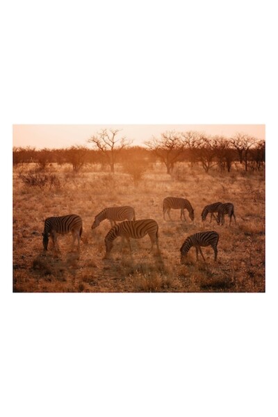 OEM Tablou Canvas, 'Zebre în lumina apusului african', 90 x 50 cm