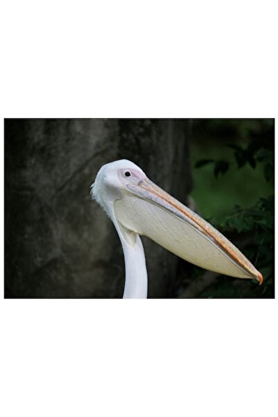 OEM Tablou Canvas, "Pelican visand in padure verde", 50 x 50cm