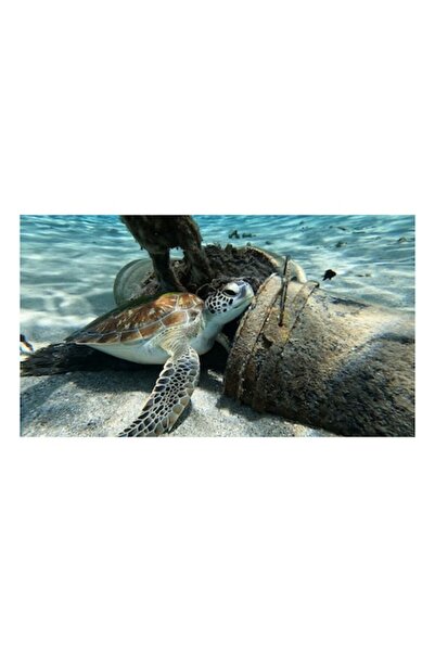 OEM Pictură pe pânză, „Țestoasă odihnindu-se pe fundul oceanului”, Țestoasă, Ocean, Nisip, Apă cristalină, Under