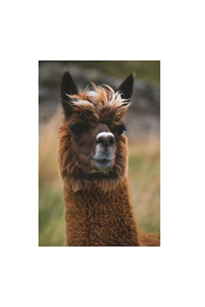 OEM Tablou Canvas, "Purtatorul de blana nobila contemplativa", 100 x 100cm