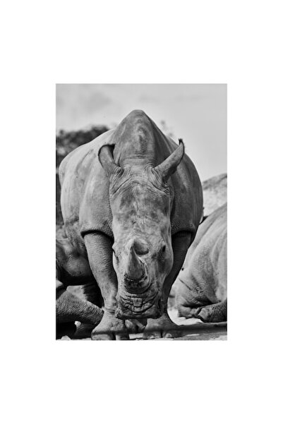 OEM Lucrare de artă pe pânză, „În inima sălbăticiei africane”