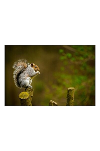 OEM Tablou Canvas, 'Veverita in asteptarea primaverii', 50 x 50cm