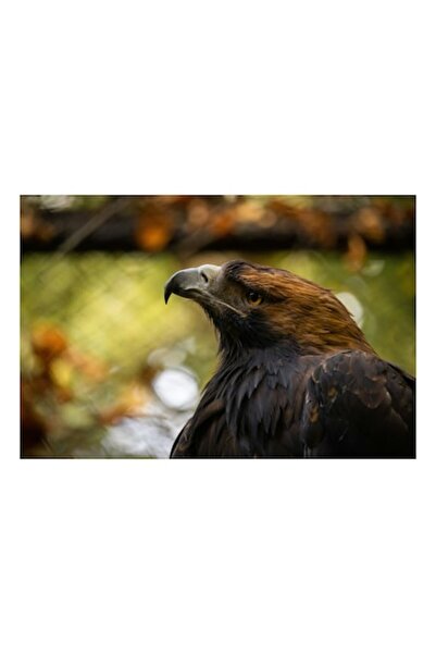 OEM Tablou Canvas, 'Vulturul măreț în lumina toamnei', Majestic, Regal, Intense, Observant, Powerful,
