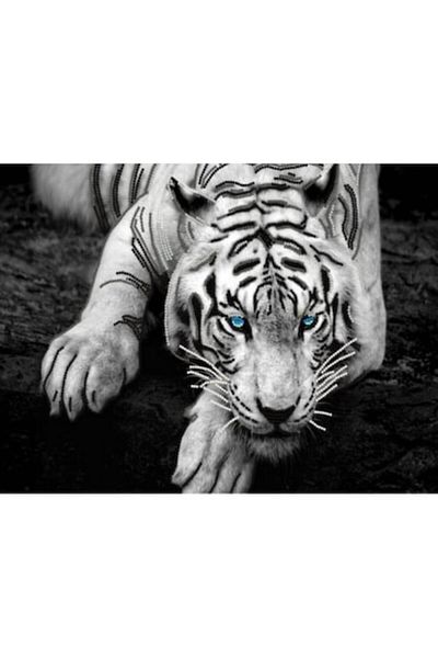 OEM Covor Antiderapant, Tiger, Multicolor, 120x180cm