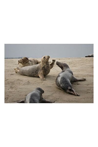 OEM Pictură pe pânză, „Foci relaxate pe o plajă cu nisip”, 100 x 70 cm