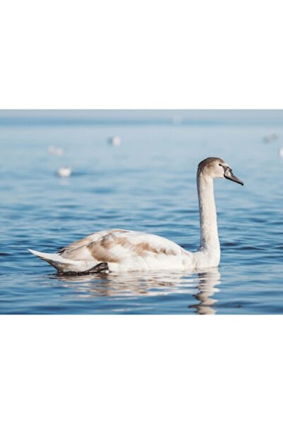 OEM Tablou Canvas, "Lebada solitara pe lac albastru", 70 x 50cm