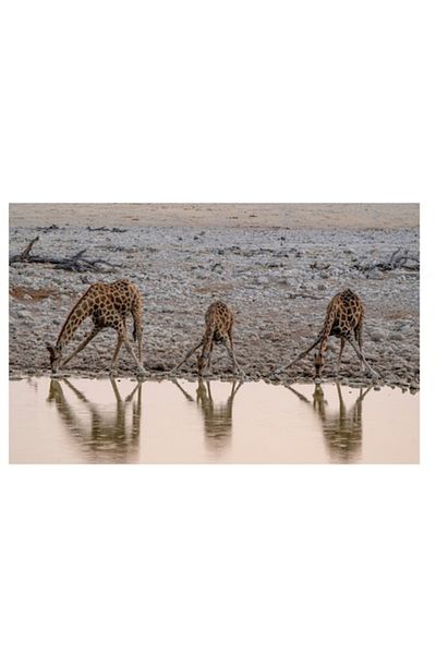 OEM Tablou Canvas, "Giraffe band apa la apusul soarelui", 70 x 50cm